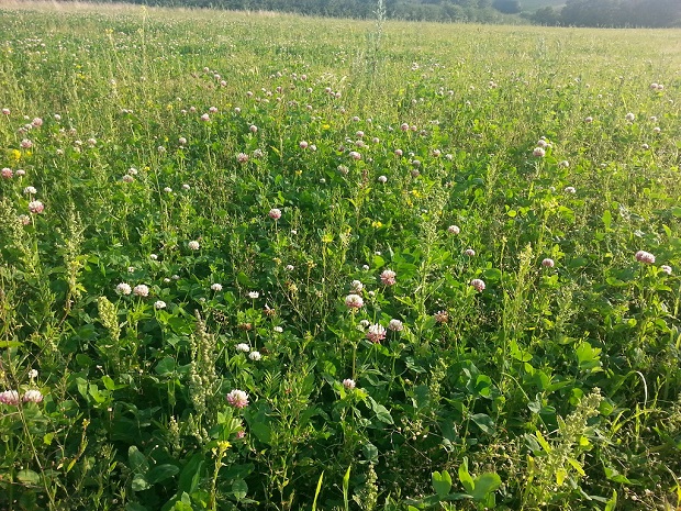 New clover sowing at Little field